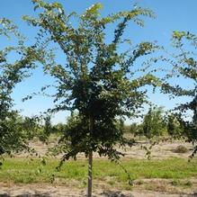 Ulmus japonica x wilsoniana 'Morton' Ulmus japonica x wilsoniana 'Morton'