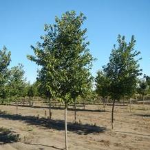 Ulmus 'Pioneer' Ulmus 'Pioneer'