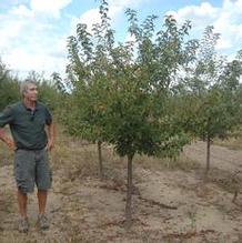 Malus 'Sutyzam' Malus 'Sutyzam'