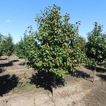 Pyrus calleryana 'Autumn Blaze' Pyrus calleryana 'Autumn Blaze'