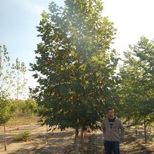 Platanus acerifolia 'Morton Circle' Platanus acerifolia 'Morton Circle'