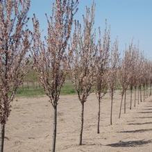 Prunus cerasifera 'Cripoizam' Prunus cerasifera 'Cripoizam'