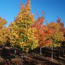 Acer rubrum Acer rubrum