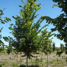Ulmus americana 'New Harmony' Ulmus americana 'New Harmony'