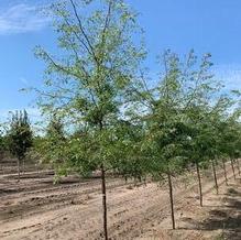 Gleditsia triacanthos var. inermis 'Shademaster®' Gleditsia triacanthos var. inermis 'Shademaster®'