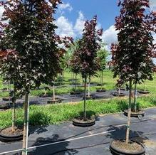Acer truncatum x platanoides 'JFS-KW202' Acer truncatum x platanoides 'JFS-KW202'