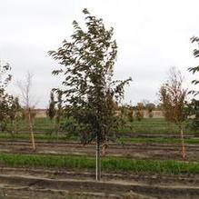 Alnus spaethii Alnus spaethii