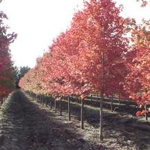 Acer rubrum 'October Glory' Acer rubrum 'October Glory'