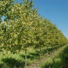 Acer rubrum 'Franksred' Acer rubrum 'Franksred'