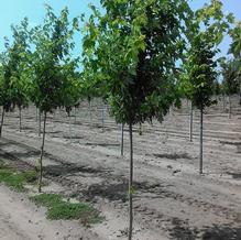 Acer saccharinum 'Silver Queen' Acer saccharinum 'Silver Queen'