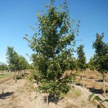 Acer campestre Acer campestre