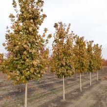 Acer saccharum 'Commemoration' Acer saccharum 'Commemoration'