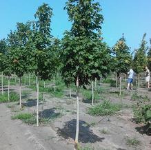 Acer saccharum 'Green Mountain' Acer saccharum 'Green Mountain'
