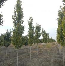 Acer freemanii 'Armstrong' Acer freemanii 'Armstrong'