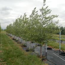 Betula nigra Betula nigra