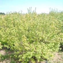 Acer ginnala 'Flame' Acer ginnala 'Flame'