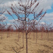 Malus 'Adams' Malus 'Adams'