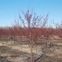 Malus 'Donald Wyman' Malus 'Donald Wyman'