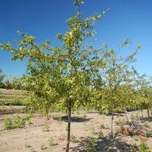 Malus 'Floribunda' Malus 'Floribunda'