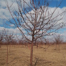 Malus 'Purple Prince' Malus 'Purple Prince'