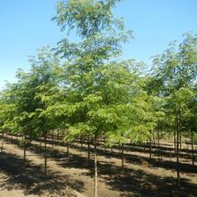 Gleditsia triacanthos var. inermis 'Impcole' Gleditsia triacanthos var. inermis 'Impcole'