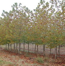 Platanus acerifolia 'Bloodgood' Platanus acerifolia 'Bloodgood'