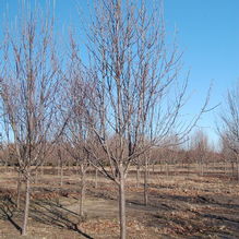 Pyrus calleryana 'Redspire' Pyrus calleryana 'Redspire'