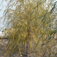 Salix alba 'Tristis' Salix alba 'Tristis'