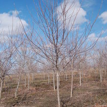 Viburnum lentago Viburnum lentago