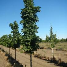 Acer platanoides 'Columnar' Acer platanoides 'Columnar'