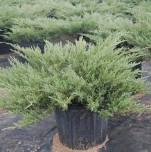 Juniperus horizontalis 'Andorra' Juniperus horizontalis 'Andorra'