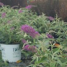 Buddleia davidii 'Purple Haze' Buddleia davidii 'Purple Haze'
