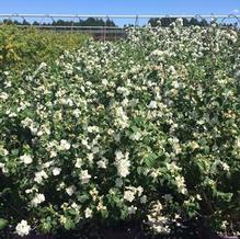 Philadelphus 'Snow White' Philadelphus 'Snow White'