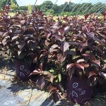 Weigela 'Bokrashine' Weigela 'Bokrashine'