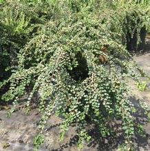 Cotoneaster horizontalis x adpressus 'Hessei' Cotoneaster horizontalis x adpressus 'Hessei'