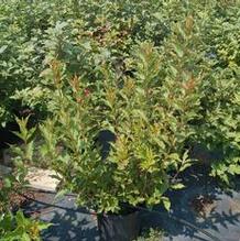 Weigela florida 'Red Prince' Weigela florida 'Red Prince'