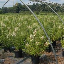 Hydrangea paniculata 'Tardiva' Hydrangea paniculata 'Tardiva'