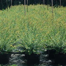 Salix integra 'Hakura Nishiki' Salix integra 'Hakura Nishiki'