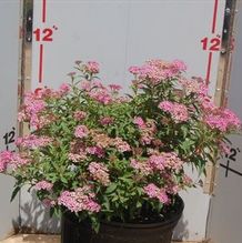 Spiraea bumalda 'Anthony Waterer' Spiraea bumalda 'Anthony Waterer'
