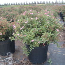 Spiraea japonica 'Neon Flash' Spiraea japonica 'Neon Flash'
