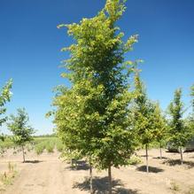 Ulmus carpinifolia v. parvifolia 'Frontier' Ulmus carpinifolia v. parvifolia 'Frontier'