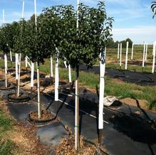 Malus 'Lollizam' Malus 'Lollizam'
