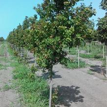 Acer tataricum 'Gar Ann' Acer tataricum 'Gar Ann'