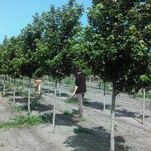 Acer rubrum 'Frank Jr' Acer rubrum 'Frank Jr'