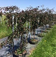 Malus 'Bailears' Malus 'Bailears'