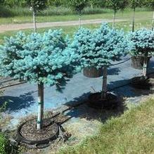 Picea pungens 'Globosa' Picea pungens 'Globosa'