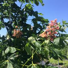 Aesculus carnea 'Fort McNair' Aesculus carnea 'Fort McNair'