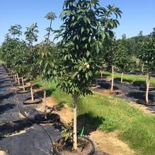Aesculus glabra Aesculus glabra