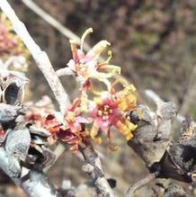 Hamamelis vernalis Hamamelis vernalis