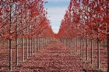 Acer freemanii 'Jeffersred' Acer freemanii 'Jeffersred'